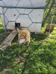 Found/Stray Unknown Dog last seen Herman pa, Butler, PA 16002