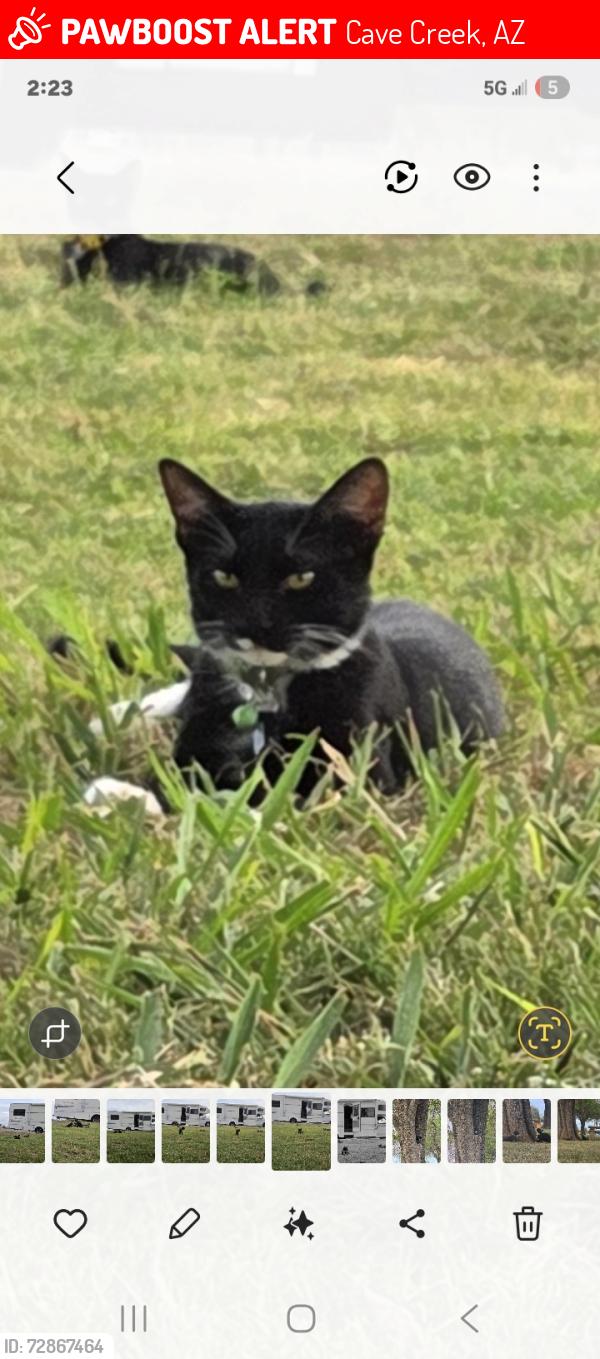 Lost Male Cat last seen N spur crossroad, Cave Creek, AZ 85331