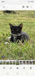 Lost Male Cat last seen N spur crossroad, Cave Creek, AZ 85331