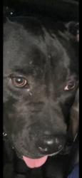 Lost Female Dog last seen Dakota & New Braunfels, San Antonio, TX 78249