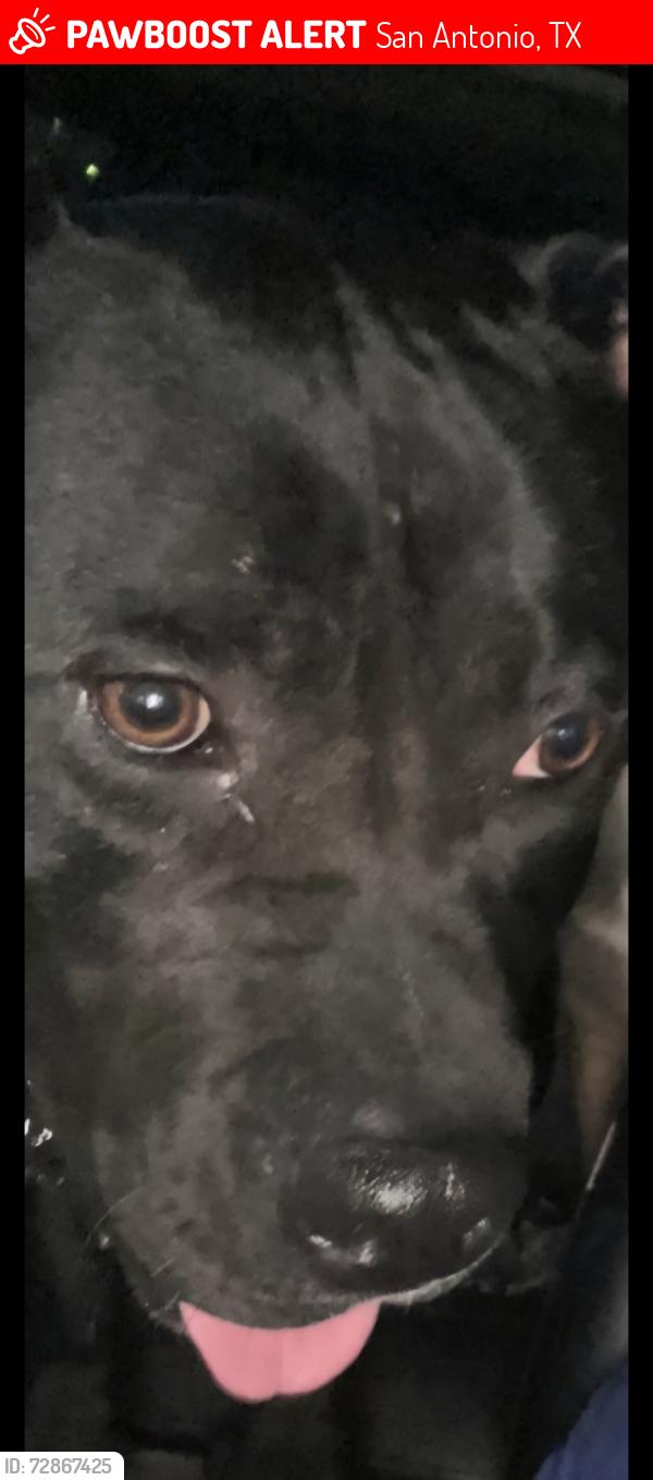 Lost Female Dog last seen Dakota & New Braunfels, San Antonio, TX 78249