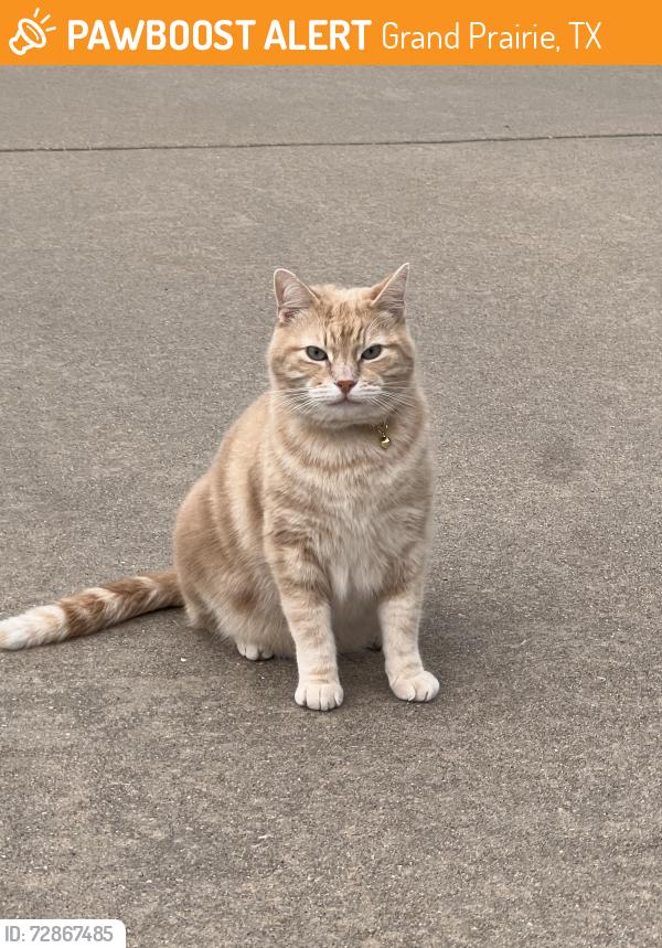 Found/Stray Unknown Cat last seen Lavaca rd & Montgomery , Grand Prairie, TX 75052