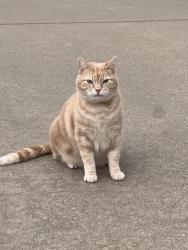 Found/Stray Unknown Cat last seen Lavaca rd & Montgomery , Grand Prairie, TX 75052