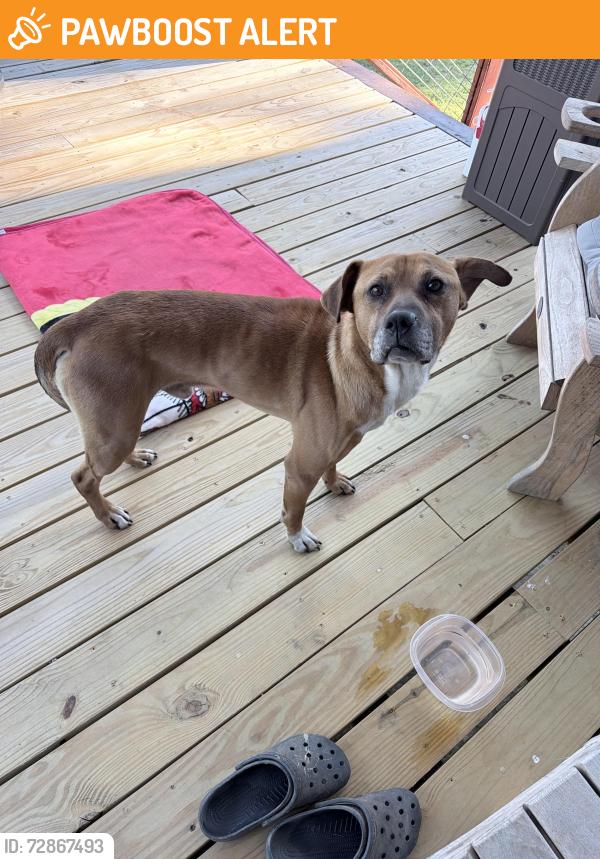 Found/Stray Male Dog last seen Fuller Mill Rd and Old Mountain Road Thomasville , Randolph County, NC 27360