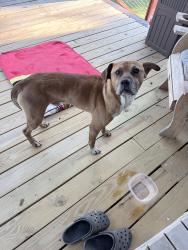 Found/Stray Male Dog last seen Fuller Mill Rd and Old Mountain Road Thomasville , Randolph County, NC 27360