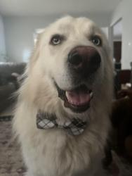 Lost Male Dog last seen FM811, Leon County, TX 75833
