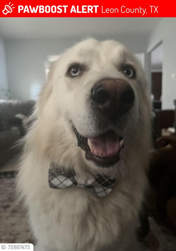 Lost Male Dog last seen FM811, Leon County, TX 75833
