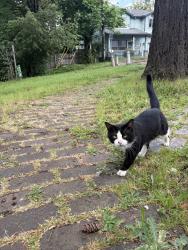 Found/Stray Male Cat last seen 88th ave and cora st., between lents park/marshall campus , Portland, OR 97266