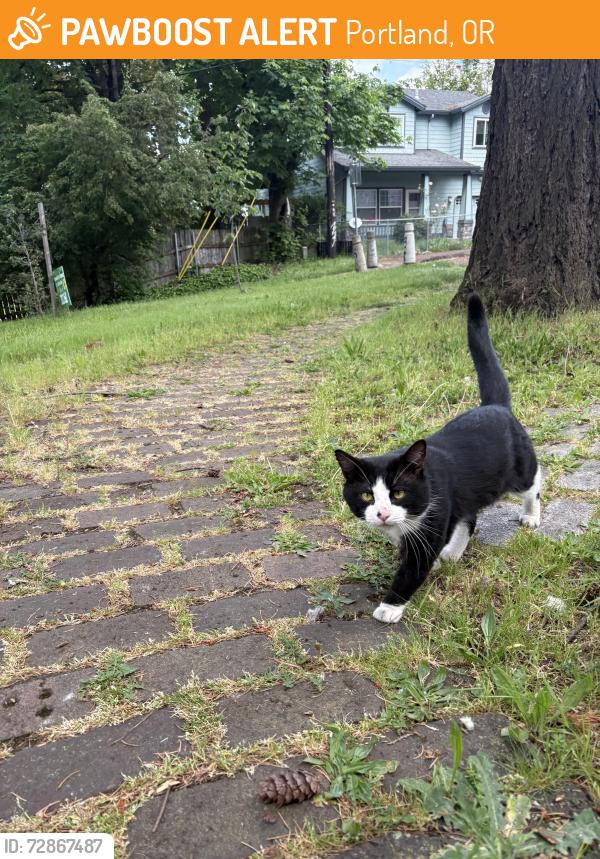 Found/Stray Male Cat last seen 88th ave and cora st., between lents park/marshall campus , Portland, OR 97266