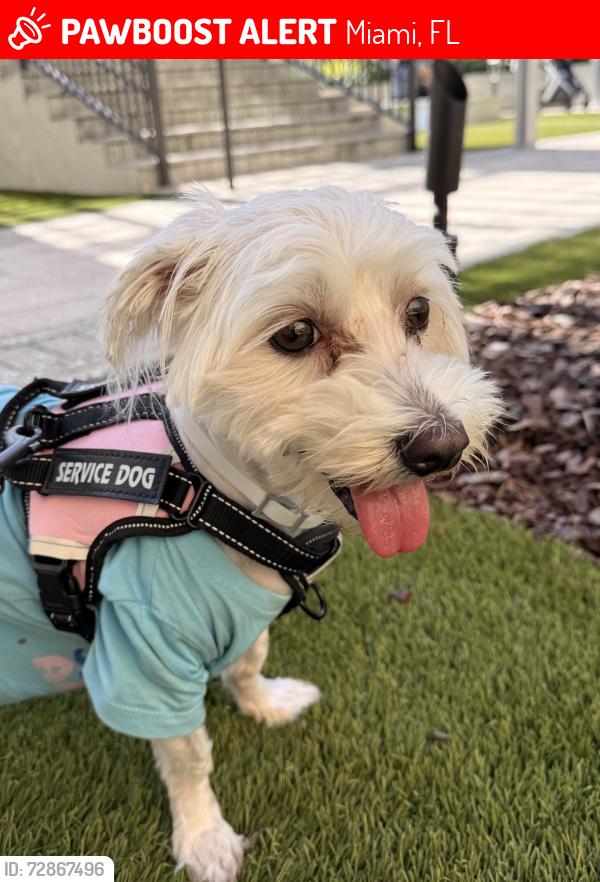 Lost Male Dog last seen Near Nw 61St, Miami, FL 33126
