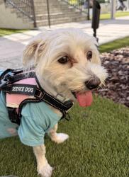 Lost Male Dog last seen Near Nw 61St, Miami, FL 33126