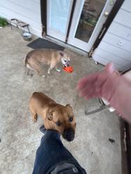 Lost Female Dog last seen Around Tin cup dr tx, Arlington, TX 76001