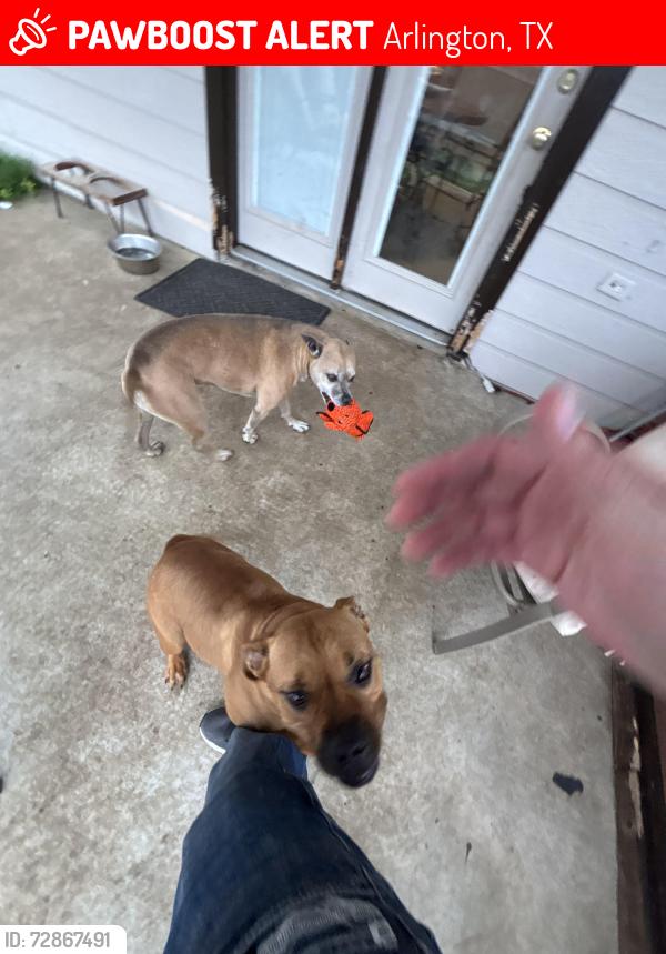 Lost Female Dog last seen Around Tin cup dr tx, Arlington, TX 76001