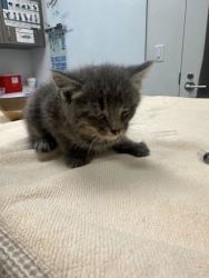 Shelter Stray Male Cat last seen NE 42nd & Hardesty, KCMO, 64117, 64117, MO, Kansas City, MO 64132
