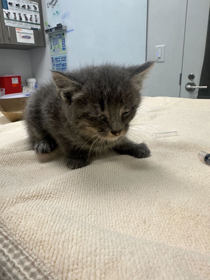 Shelter Stray Male Cat last seen NE 42nd & Hardesty, KCMO, 64117, 64117, MO, Kansas City, MO 64132