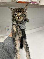 Shelter Stray Male Cat last seen NE 42nd & Hardesty, KCMO, 64117, 64117, MO, Kansas City, MO 64132
