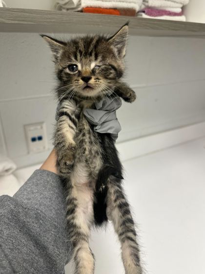 Shelter Stray Male Cat last seen NE 42nd & Hardesty, KCMO, 64117, 64117, MO, Kansas City, MO 64132
