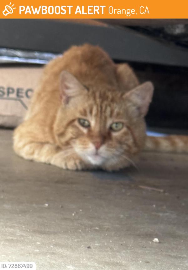 Found/Stray Unknown Cat last seen Taft and Cannon, Orange, CA 92867