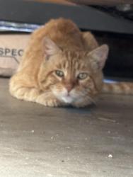 Found/Stray Unknown Cat last seen Taft and Cannon, Orange, CA 92867