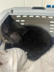 Shelter Stray Male Cat last seen NE 42nd & Hardesty, KCMO, 64117, 64117, MO, Kansas City, MO 64132