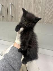 Shelter Stray Male Cat last seen 87th & Oldham, KCMO, 64138, 64138, MO, Kansas City, MO 64132