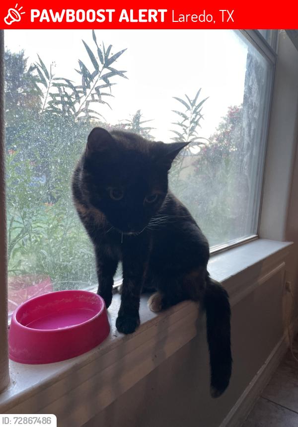 Lost Female Cat last seen Near Dos Reales Lp, Laredo, TX 78045