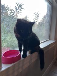 Lost Female Cat last seen Near Dos Reales Lp, Laredo, TX 78045
