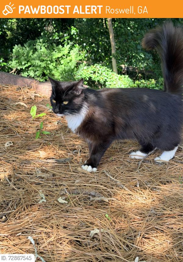 Found/Stray Unknown Cat last seen Alpharetta highway , Roswell, GA 30075