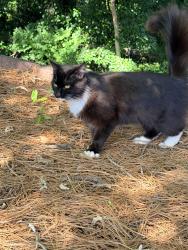 Found/Stray Unknown Cat last seen Alpharetta highway , Roswell, GA 30075