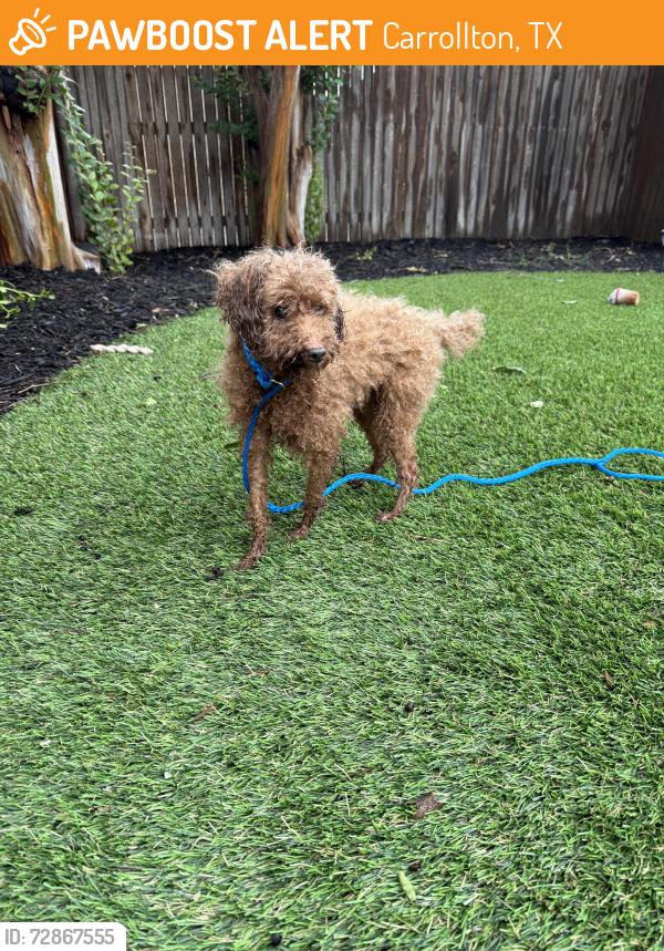 Found/Stray Male Dog last seen Alley between Saint James and Castille, Carrollton, TX 75007