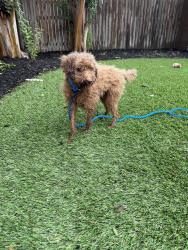 Found/Stray Male Dog last seen Alley between Saint James and Castille, Carrollton, TX 75007