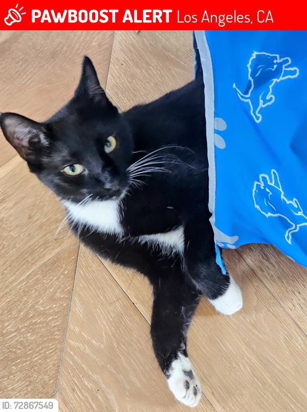 Lost Male Cat last seen Kerwood and Tennessee ave , Los Angeles, CA 90064