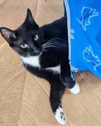 Lost Male Cat last seen Kerwood and Tennessee ave , Los Angeles, CA 90064