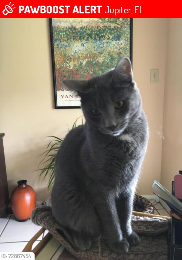 Lost Male Cat last seen Pinecrest Cir and Indian  reek, Jupiter, FL 33458
