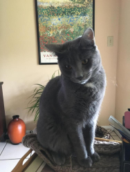 Lost Male Cat last seen Pinecrest Cir and Indian  reek, Jupiter, FL 33458