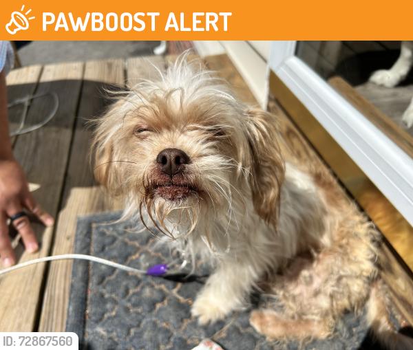 Found/Stray Female Dog last seen S Jessup Rd and Brambleton, Chesterfield County, VA 23234