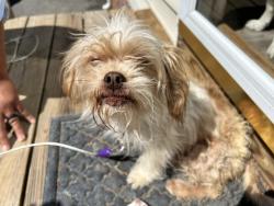 Found/Stray Female Dog last seen S Jessup Rd and Brambleton, Chesterfield County, VA 23234