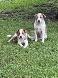 Found/Stray Male Dog last seen CR 3208, Lone Oak, TX 75453