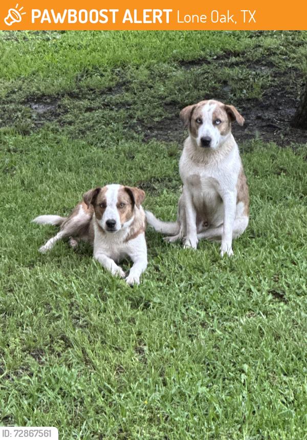 Found/Stray Male Dog last seen CR 3208, Lone Oak, TX 75453