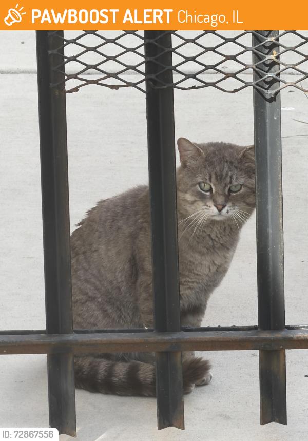 Found/Stray Unknown Cat last seen Cortland and Harding , Chicago, IL 60647