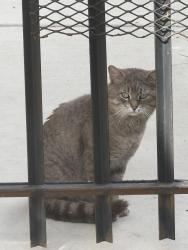 Found/Stray Unknown Cat last seen Cortland and Harding , Chicago, IL 60647