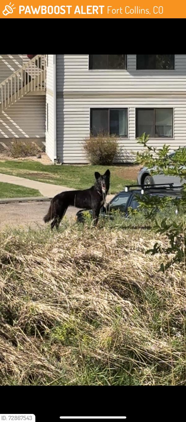 Found/Stray Female Dog last seen Alpine apmt Complex, Chasing Geese by the water, Fort Collins, CO 80526
