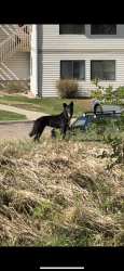Found/Stray Female Dog last seen Alpine apmt Complex, Chasing Geese by the water , Fort Collins, CO 80526