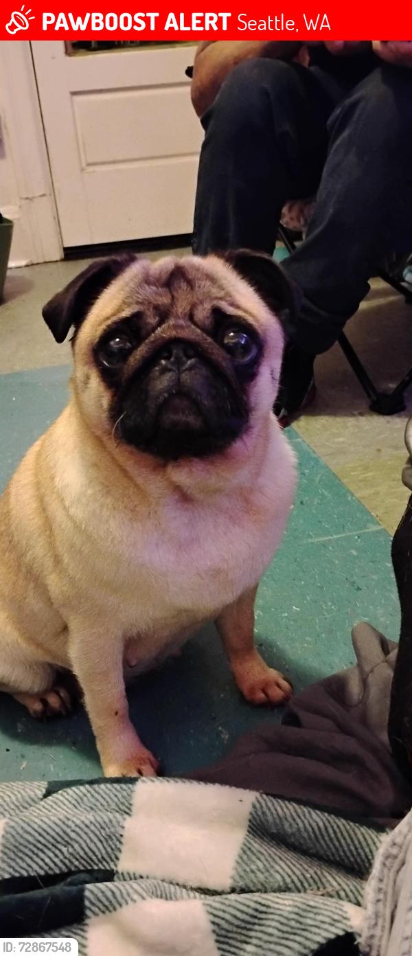 Lost Female Dog last seen Inside building, Seattle, WA 98109