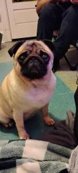 Lost Female Dog last seen Inside building, Seattle, WA 98109