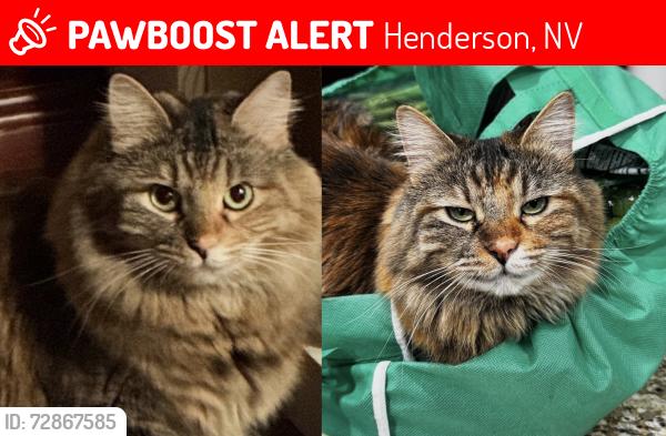 Lost Female Cat last seen olivia parkway, Henderson, NV 89011