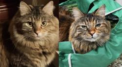 Lost Female Cat last seen olivia parkway, Henderson, NV 89011