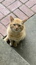 Found/Stray Unknown Cat last seen Parallel to Hamilton Ave. near Safeway, Campbell, CA 95008