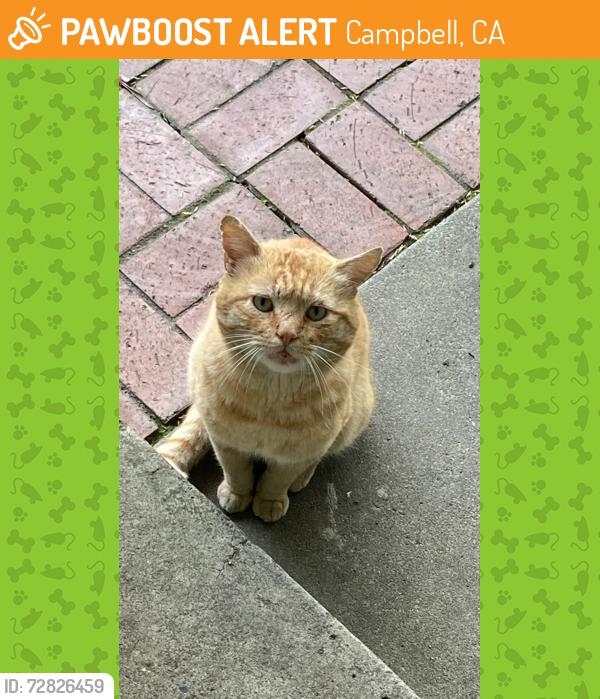 Found/Stray Unknown Cat last seen Parallel to Hamilton Ave. near Safeway, Campbell, CA 95008