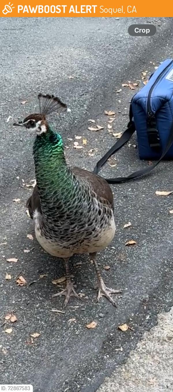 Found/Stray Unknown Bird last seen Lagunita drive, Soquel, CA 95073